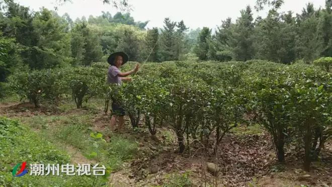 潮州鐵鋪溪流發(fā)黃淤泥堆積,都是洗砂場惹的禍(圖4)