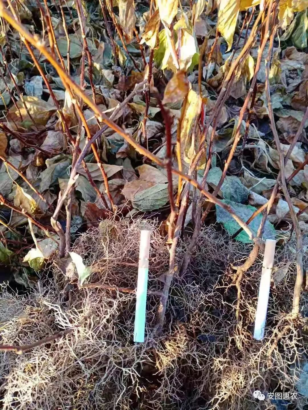【供求信息】綜合(11.11)如您需要發布供求信息，請在文章下方留言(圖4)