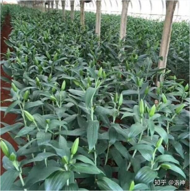 昆明斗南花市營業時間、春節營業時間、斗南花市地址、旅游攻略(圖9) 昆明斗南花市營業時間、春節營業時間、斗南花市地址、旅游攻略(圖9)